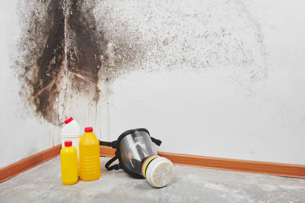 Best Attic Mold Removal  in Bull Valley, IL