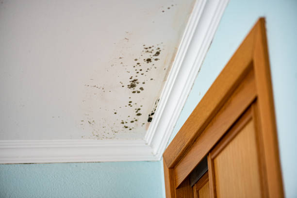 Best Professional Mold Removal  in Bull Valley, IL