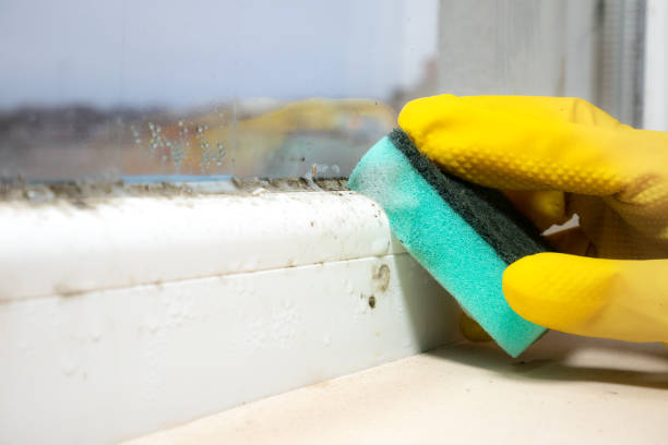 Best Mold Removal Company Near Me  in Bull Valley, IL