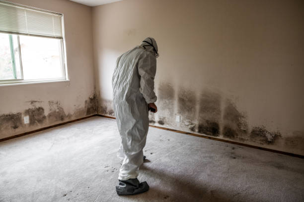 Best Fast Mold Removal  in Bull Valley, IL