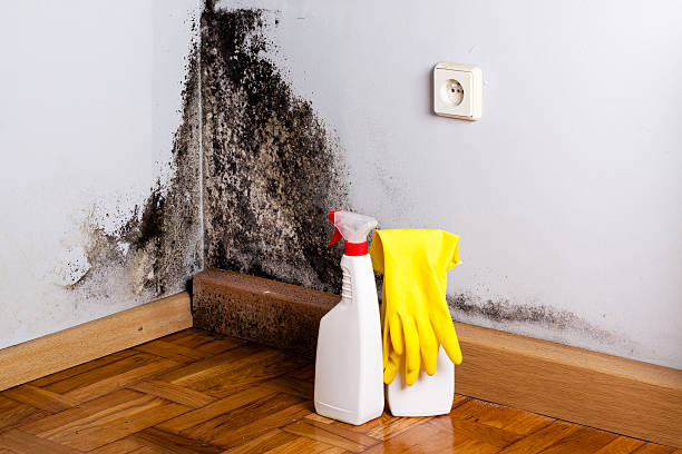 Best Mold Remediation  in Bull Valley, IL
