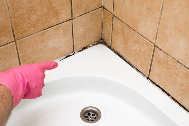 Best Mold Testing  in Bull Valley, IL